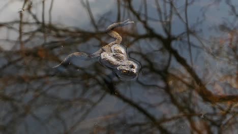 Toad-frog-laying-in-pond-with-water-reflections-in-spring,-top-view