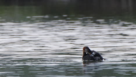 Monochromatic-scene:-Grebe-water-bird-grooms-feathers-on-silver-pond