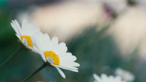 Sommerszene-Mit-Weißen-Gänseblümchen-Blumen-Vor-Einem-Unscharfen-Hintergrund