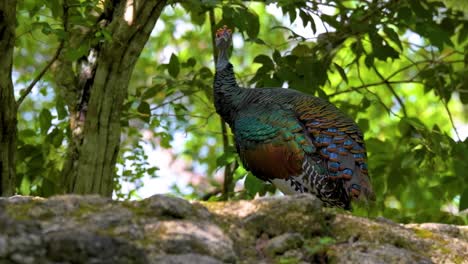 Observa-Un-Impresionante-Pavo-Salvaje-Con-Plumas-Iridiscentes-Posado-En-Un-Frondoso-Bosque.