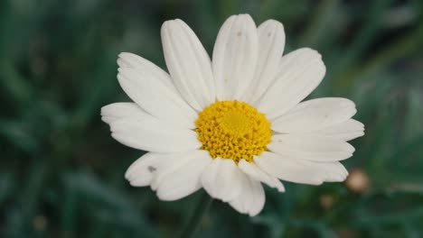 Sommerszene-Mit-Weißen-Gänseblümchen-Blumen-Vor-Einem-Unscharfen-Hintergrund