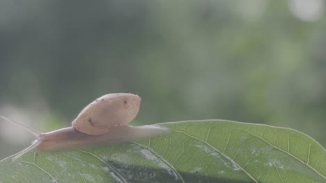 Eine-Schnecke,-Die-Auf-Einem-Blatt-Kriecht