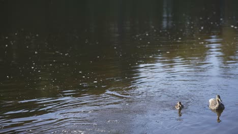 Mother-duck-and-duckling-swimming-together-in-calm-river-water,-creating-ripples