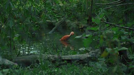 Scarlet-ibis-wading-in-a-pond-surrounded-by-dense-greenery