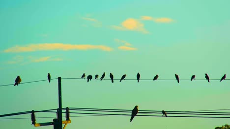 Crows-or-raven-birds-perch-on-electricity-wire