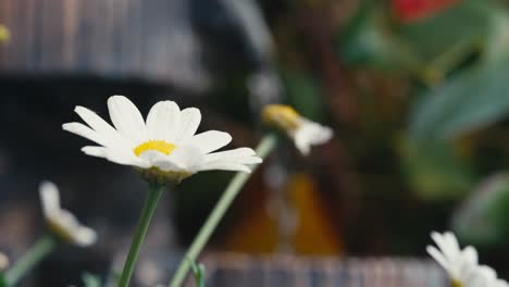 Sommerszene-Mit-Weißen-Gänseblümchen-Blumen-Vor-Einem-Unscharfen-Hintergrund