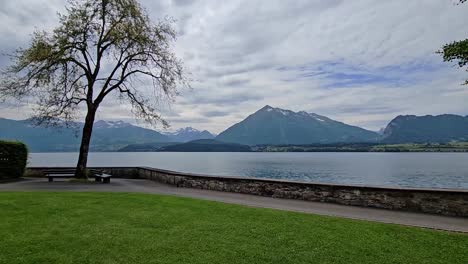 Static-shot-of-beautiful-Swiss-lake-with-tree-in-foreground-and-mountains-in-background