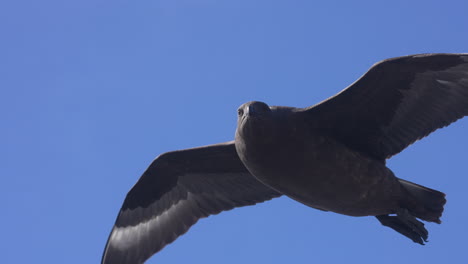 Antarctic-Petrel-Bird-Flying-Under-Blue-Sky,-Tracking-Close-Up