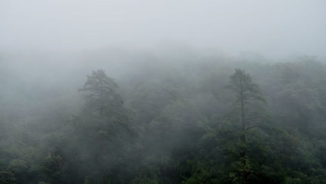 Misty-Forest-Scenery-Nature-Background-with-Copy-Space-for-Text,-Trees-with-Thick-Foggy-Clouds-and-Mist-Moving-Fast-and-Quickly-over-Tree-Tops-in-Minimal-Nature-Background-with-Copyspace-for-Text