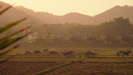 Grupo-De-Búfalos-Tailandeses-Caminando-Por-Campos-De-Arroz-Durante-El-Amanecer,-Ternero,-Tailandia,-Isla-De-Koh-Yao-Noi,-Asia