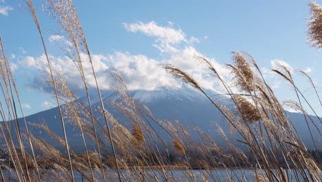 Nahaufnahme-Eines-Goldenen-Weizenfeldes-Vor-Dem-Majestätischen-Klaren-Himmel-Des-Fuji,-Japan