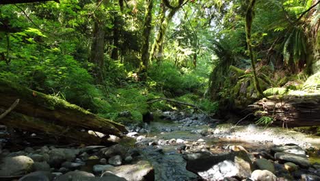 Un-Arroyo-Tranquilo-Fluye-A-Través-De-Un-Frondoso-Bosque-En-El-Parque-Nacional-Pacific-Rim.