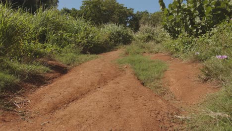 Paseo-Rural-Rodeado-De-Una-Densa-Zona-De-Arbustos,-Vista-En-Movimiento