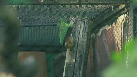 Parrot-climbing-on-a-wooden-post-inside-an-enclosure