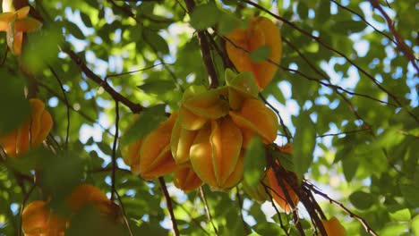 Graft-of-delicious-starfruit-tree,-slow-motion-view