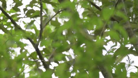 A-mysterious-figure-concealed-among-lush-foliage