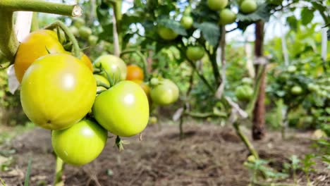 Tomato-plants-with-green-and-ripe-tomatoes-in-a-small-family-garden