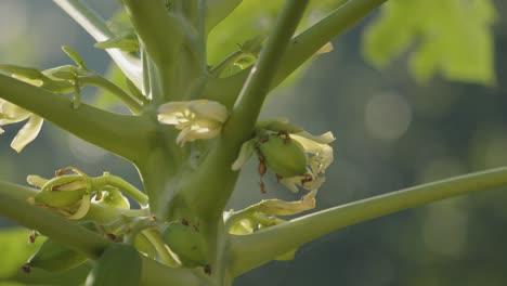 Blooming-tree-flowers-in-dense-jungle-of-Guadeloupe