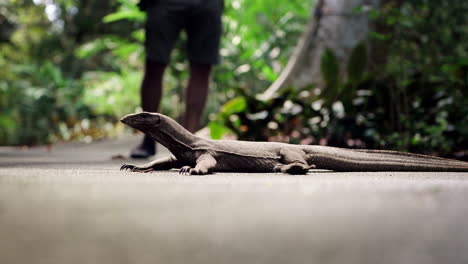 Lagarto-Monitor-De-Agua-Malayo-Cruzando-Senderos-En-Los-Jardines-Botánicos-De-Singapur