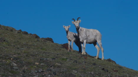 Dall-Schafe-Im-Sheep-Mountain,-Kluane-Nationalpark,-Yukon,-Kanada---Weitwinkelaufnahme