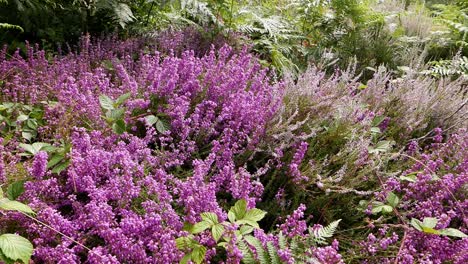 Heidekraut-In-Blüte-Im-Hochsommer