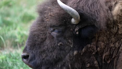 Slow-motion-static-shot-zoomed-on-a-buffalo's-left-profile