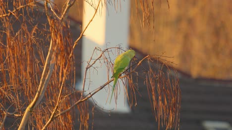 Rosenflügelsittich-Sitzt-Im-Baum-In-Der-Goldenen-Stunde-Des-Sonnenlichts