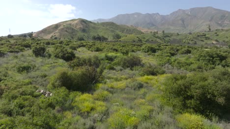 Aerial-view-of-a-lush-green,-wild,-unmaintained-landscape-on-a-clear-blue-day-with-scenic-hills