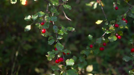 European-gooseberry-Wild-berries-red-forest-edible-fruits,-up-close