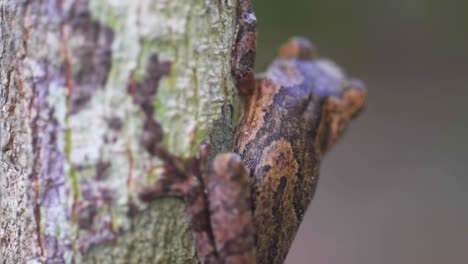 Entdecken-Sie-Die-Kunst-Der-Natürlichen-Tarnung,-Während-Ein-Brauner-Frosch-Nahtlos-Mit-Der-Baumrinde-Verschmilzt