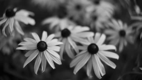 Primer-Plano-En-Blanco-Y-Negro-De-Flores-De-Rudbeckia,-Que-Capturan-La-Esencia-De-La-Belleza-Y-La-Tranquilidad-De-La-Naturaleza.