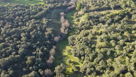 Vuelo-En-Un-Bosque-Donde-Aparecen-árboles-Sin-Hojas,-Dividiendo-La-Imagen