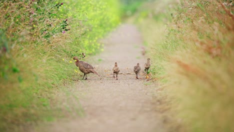 Gemeinsamen-Fasan-Familie-Spaziergänge-Auf-Feldweg-Zwischen-Hohem-Gras,-Tele-Rückansicht,-Groenzoom,-Niederlande