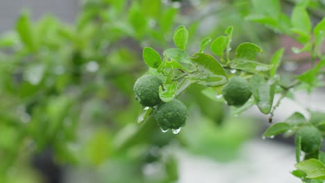 Green-Lime-Fruits-On-Tree-Branch-Wet-With-Raindrops