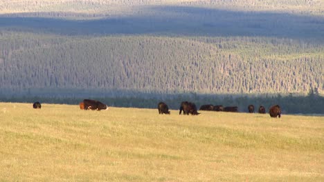 Ganado-De-Idaho-Pastando-En-Un-Campo-Frente-A-Una-Cadena-Montañosa