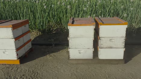 Pan-across-beehives-set-before-a-green-onion-field-on-a-sunny-day