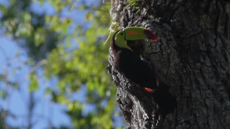 Observe-a-colorful-toucan-on-a-tree-branch-against-a-blue-sky