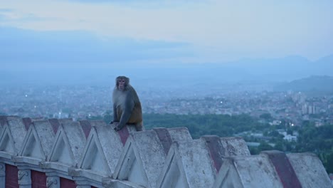 Templo-De-Los-Monos-Por-La-Noche-En-Katmandú,-Nepal,-Mono-En-La-Vida-Salvaje-Urbana,-Fotografía-De-Monos-En-Un-Templo-Budista,-Animales-En-Un-Entorno-Urbano-Inusual-En-Un-Famoso-Sitio-Turístico-Con-El-Paisaje-Urbano-De-Katmandú