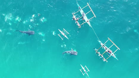 Operador-Turístico-De-Snorkel-Alimentando-Tiburones-Ballena-A-La-Multitud-De-Turistas-En-Oslob,-Vista-Aérea-De-Arriba-Hacia-Abajo