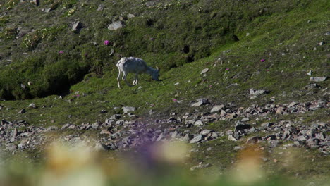 Single-Dall-Sheep-Grazing-On-The-Meadows-Of-Sheep-Mountain-In-Kluane-National-Park,-Yukon,-Canada