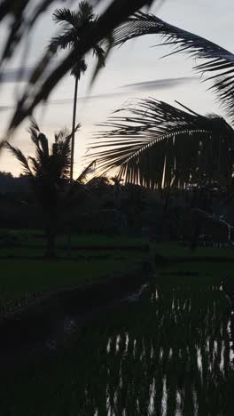 Observe-El-Sorprendente-Contraste-De-Las-Altas-Palmeras-Contra-El-Fondo-De-Los-Oscuros-Campos-De-Arroz,-Que-Resaltan-El-Juego-único-De-Luz-Y-Sombra-En-Este-Paisaje-Sereno.