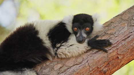 Close-up-of-a-scared-Black-and-white-ruffed-Lemur-perched-on-a-tree-branch-in-Madagascar