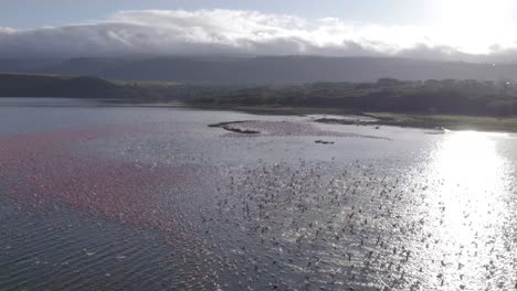 Flamencos-Volando-Sobre-El-Lago-Elementaita