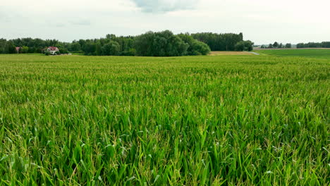 Aerial-view-of-vibrant-green-cornfield,-peaceful-rural-scenery-with-a-distant-farmhouse-and-trees