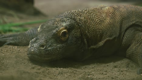 Nahaufnahme-Eines-Komodowarans,-Der-Auf-Sandigem-Boden-Ruht-Und-Seine-Strukturierte-Haut-Zur-Schau-Stellt