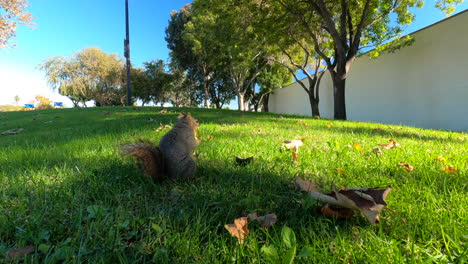 An-adorable-furry-squirrel-on-the-lush,-green-grass-approaching-a-piece-of-fallen-fruit-then-running-off---Wide-shot