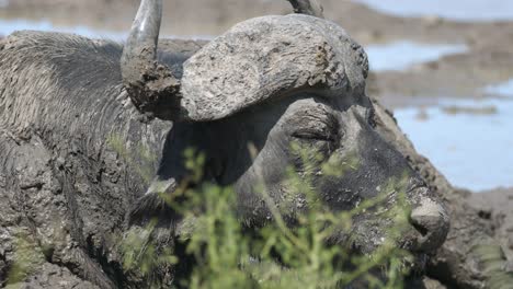 Afrikanischer-Büffel,-Bedeckt-Mit-Schlamm-Und-Liegend-Auf-Der-Schlammigen-Ebene-Im-Krüger-Nationalpark,-Südafrika