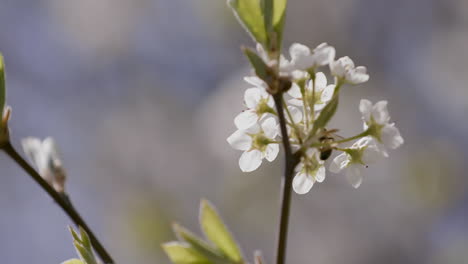 Weiße-Weißdornblüte-Im-Frühling-Mit-Herumfliegenden-Honigbienen