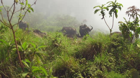 Manada-De-Búfalos-Del-Cabo-Recostados-Sobre-La-Hierba-Alta-En-Medio-De-Una-Espesa-Niebla