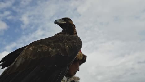 Close-up:-powerful-falcon-stares-down-at-camera-next-to-Mongolian-nomad